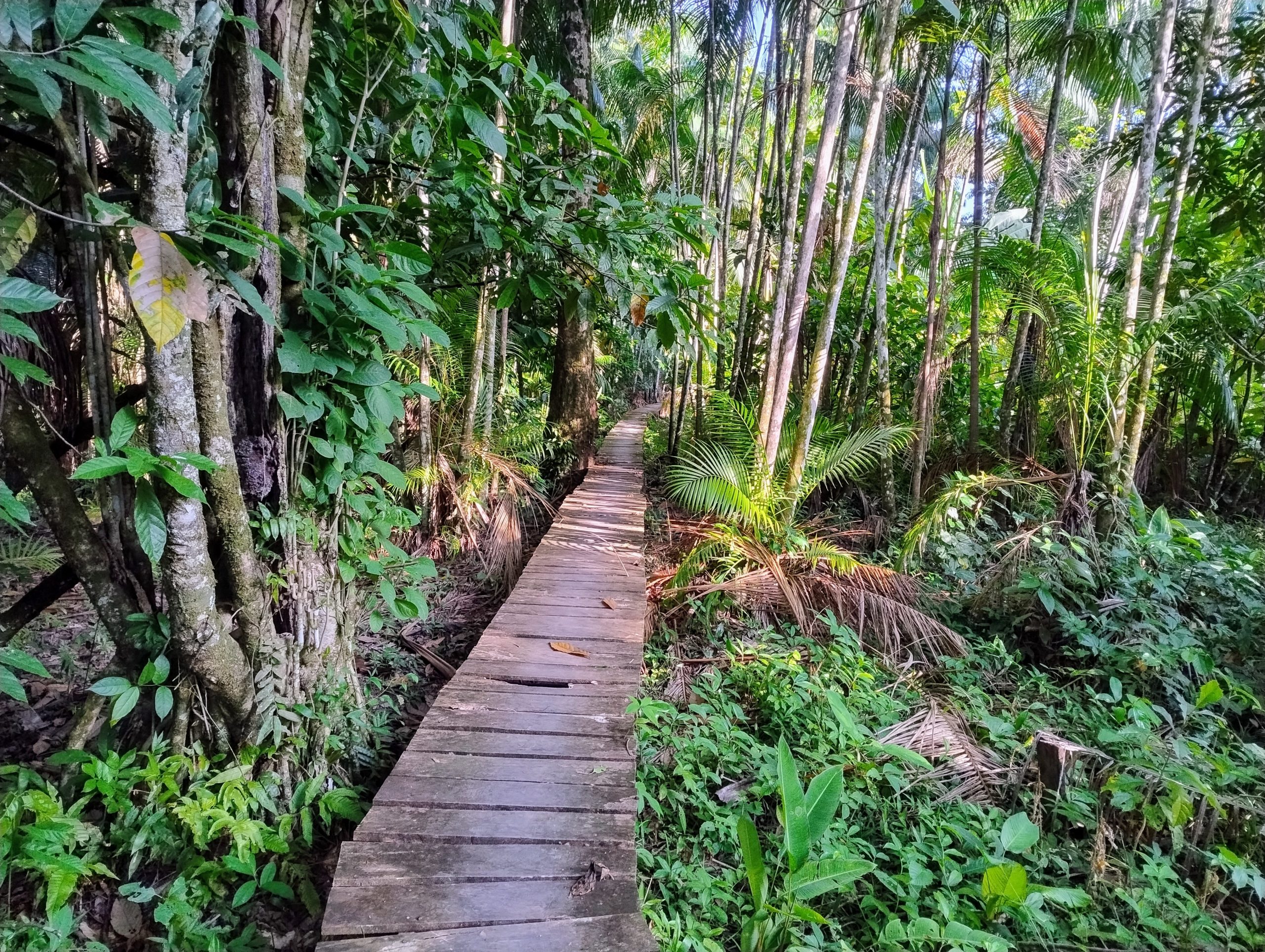 View of the Quilombo Menino Jesus de Acará community in Pará, Brazil.